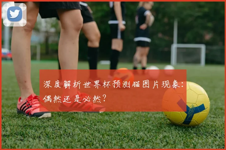 深度解析世界杯预测猫图片现象：偶然还是必然？